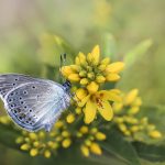 Créer un jardin à papillons : préparation et choix des plantes