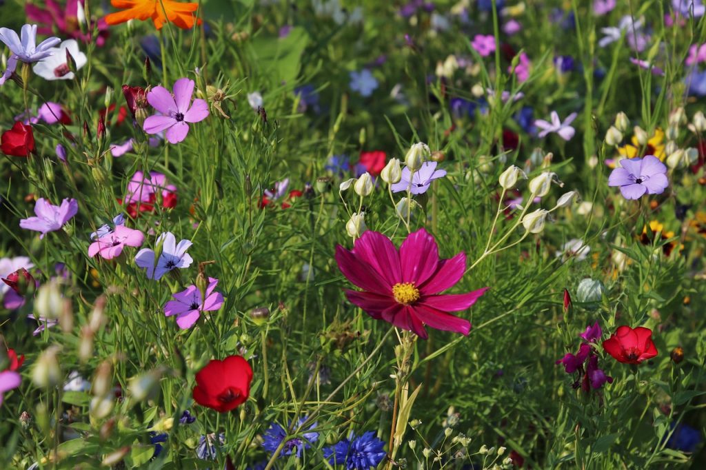 plantes pour jardin