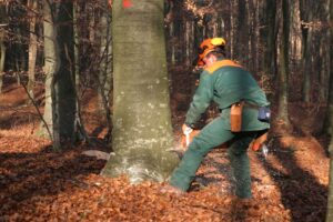 Les meilleures pratiques pour un abattage d'arbres en toute sécurité