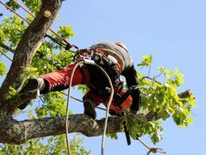 élagage des arbres