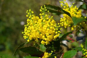 7 plantes résistantes au froid pour votre jardin
