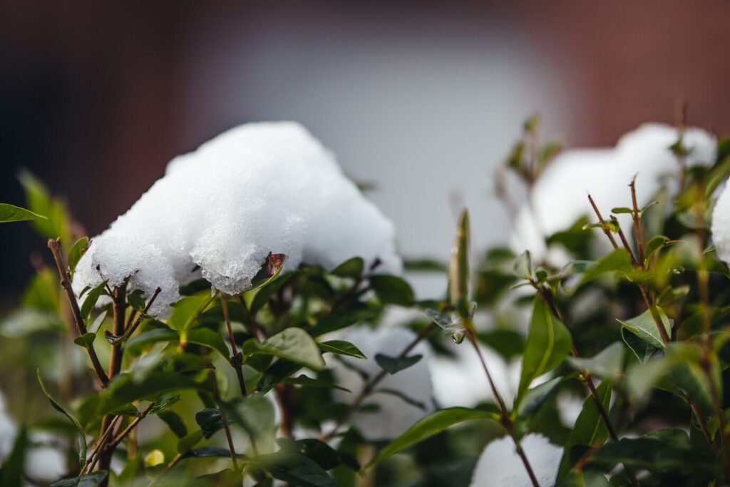 L'art de l'hivernage : conseils pour un jardin florissant