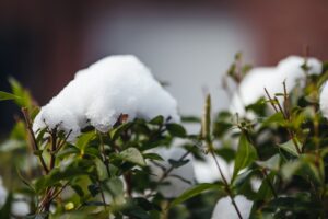 L'art de l'hivernage : conseils pour un jardin florissant