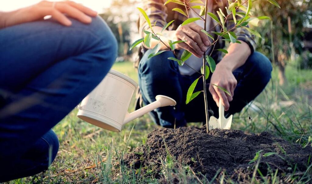 Planter de nouvelles espèces