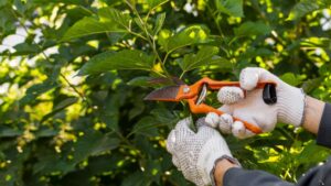 Préparer son jardin pour l'hiver : un guide complet