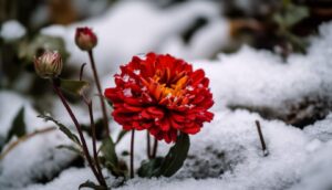 Quels sont les meilleurs matériaux pour le paillage d’hiver ?
