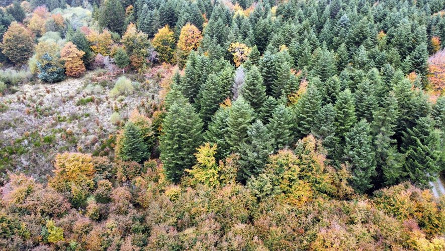 Sylviculture : l’art de cultiver les forêts du futur