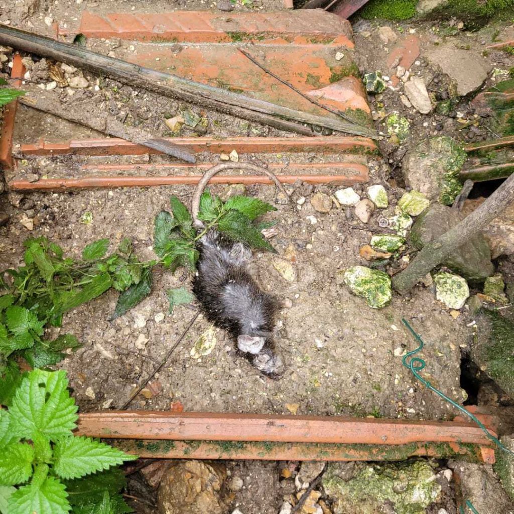 deratisation à reims