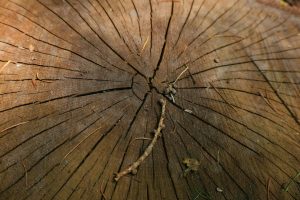 découvrez tout sur le woodborer, un insecte xylophage qui s'attaque au bois, ses habitudes, ses impacts et les méthodes pour le prévenir efficacement.