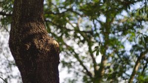 informations complètes sur le woodborer, un insecte xylophage destructeur du bois, ses caractéristiques, son impact et les méthodes de prévention.