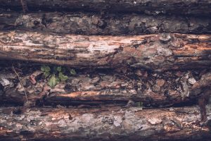 découvrez tout sur le woodborer : un insecte xylophage qui attaque le bois, ses signes d’infestation, les risques pour vos structures et les méthodes efficaces de prévention et d’élimination.