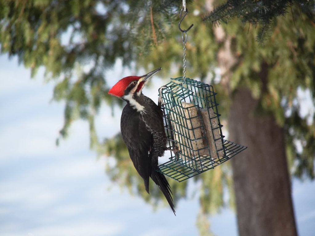 découvrez tout sur le pic, cet oiseau fascinant reconnu pour son plumage coloré et son tambourinement unique sur les arbres.