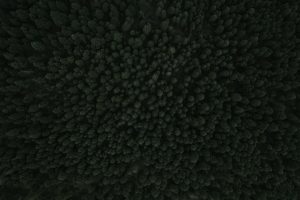 informations essentielles sur la moisissure noire : identification, risques pour la santé, prévention et solutions pour un environnement sain.