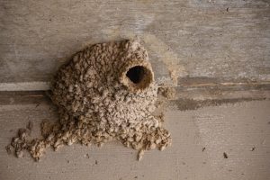 découvrez les avantages de l'isolation en liège : écologique, durable et efficace pour améliorer le confort thermique et acoustique de votre habitat.