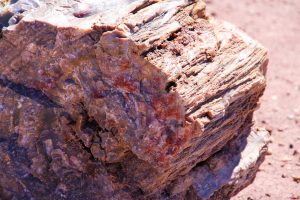 traitement contre la mérule : solutions efficaces pour éliminer et prévenir le pourrissement du bois causé par le dry rot.