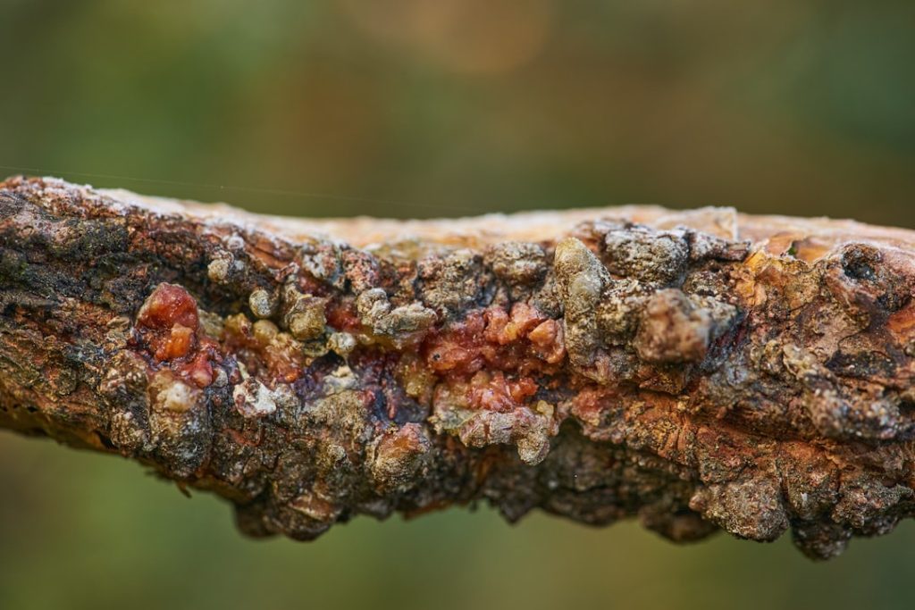 traitement de la mérule : solutions efficaces pour détecter et éliminer le pourrissement sec du bois, protégeant ainsi vos structures.