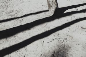 découvrez le cycle de vie de la mérule, un champignon responsable de la dégradation du bois. apprenez à identifier ses phases, prévenir son apparition et protéger votre habitation efficacement.