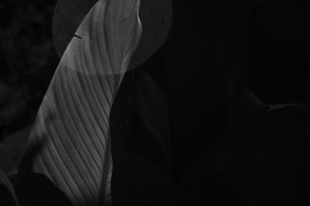 découvrez le cycle de vie de la mérule (dry rot), de son apparition à son développement, et apprenez comment prévenir et traiter cette moisissure destructrice dans votre domicile.