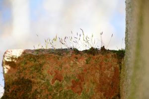 découvrez le cycle de vie de la mérule (dry rot), ses causes, son développement et comment prévenir les dégâts dans votre habitation.