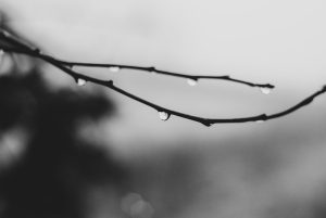 découvrez le cycle de vie du mérule, un champignon responsable de la pourriture sèche du bois, et apprenez comment le détecter et le prévenir efficacement.