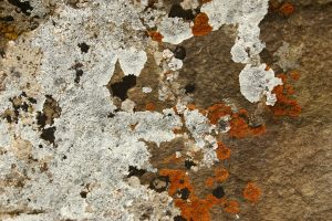 découvrez quels matériaux sont affectés par la mérule, un champignon responsable de la pourriture sèche, et comment protéger vos biens.