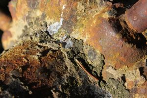 découvrez les matériaux affectés par la pourriture sèche, comment l'identifier et protéger vos constructions contre ce dommage invisible mais destructeur.
