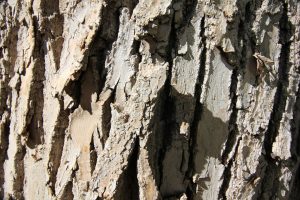 découvrez les matériaux couramment affectés par la pourriture sèche et comment les identifier pour mieux protéger vos constructions.