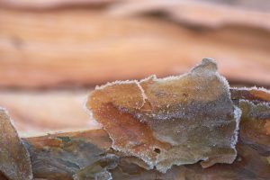découvrez les matériaux affectés par la pourriture sèche, ses causes, signes d'apparition et méthodes de prévention pour protéger vos constructions.