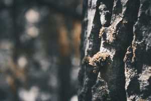 découvrez des solutions efficaces pour le traitement des moisissures afin d'assurer un environnement sain et protéger votre maison contre les dommages causés par l'humidité.