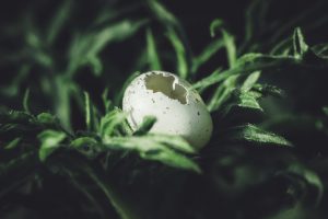 découvrez les causes courantes de l'odeur d'œuf pourri et apprenez comment éliminer cette mauvaise odeur efficacement.