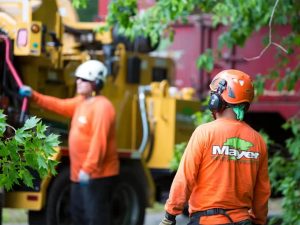 service professionnel d'abattage d'arbres sécurisé et efficace. élimination rapide des arbres indésirables pour un environnement propre et sûr.
