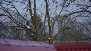 service professionnel d'abattage d'arbres pour sécuriser et aménager votre jardin efficacement et en toute sécurité.