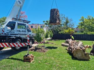 service professionnel d'enlèvement d'arbres pour votre sécurité et l'esthétique de votre jardin.