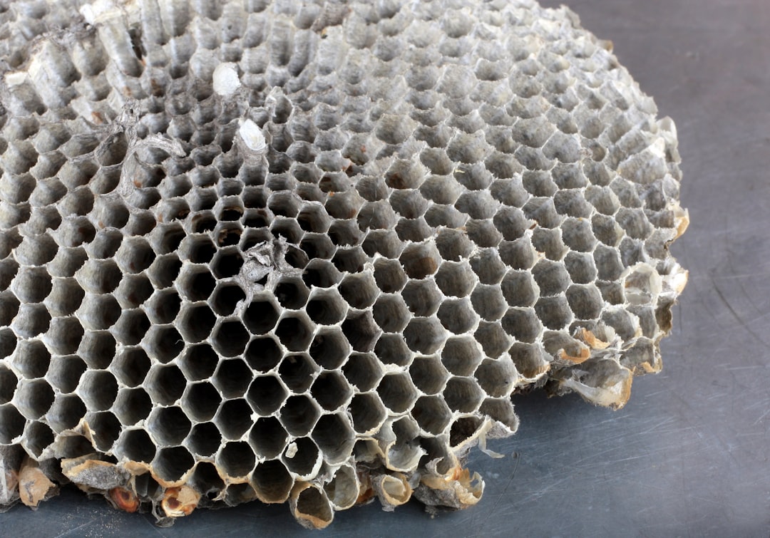 découvrez combien de temps il faut pour construire un nid de frelon et les étapes de ce processus fascinant dans la nature.