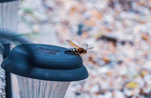 découvrez le temps de construction d'un nid de frelon, les étapes de développement et les facteurs influençant sa croissance.