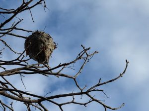découvrez combien de temps il faut pour qu'un nid de frelons se construise, les étapes de sa formation et les facteurs influençant sa croissance.