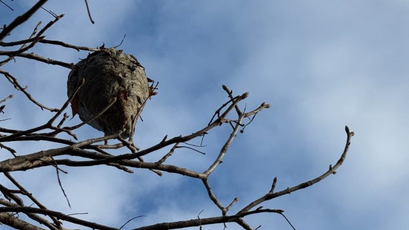 Temps de construction nid de frelon : calcul, planification et gestion