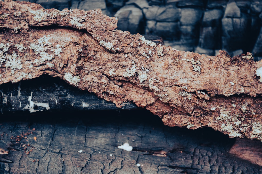 découvrez comment obtenir une indemnisation d'assurance pour les dégâts causés par la mérule sèche. guide complet pour protéger votre habitation et faire valoir vos droits.