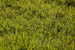 superficie terrestre : informations détaillées sur la mesure et l'importance des zones terrestres.