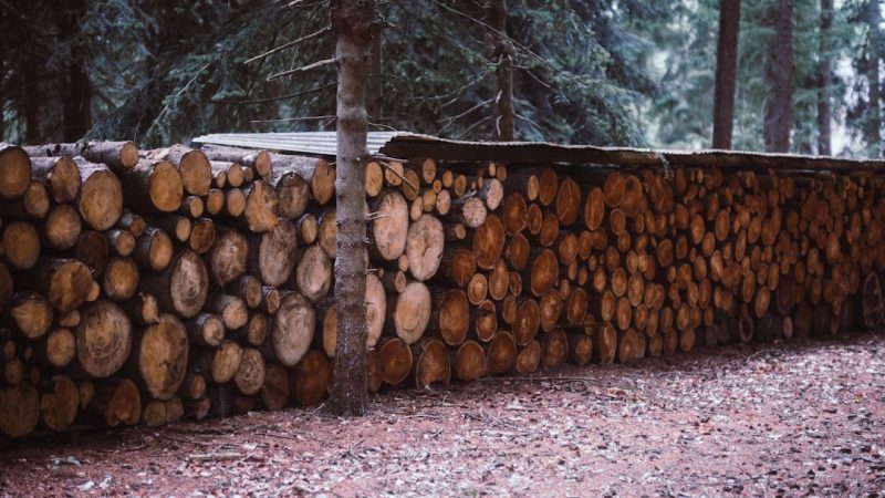 Schéma abri bois : Conseils et astuces