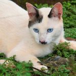 garde de chat