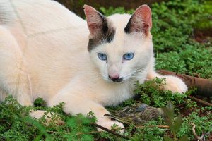 garde de chat