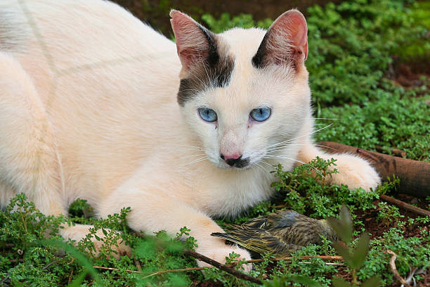 Garde de chat : les solutions pour partir sereinement en vacances